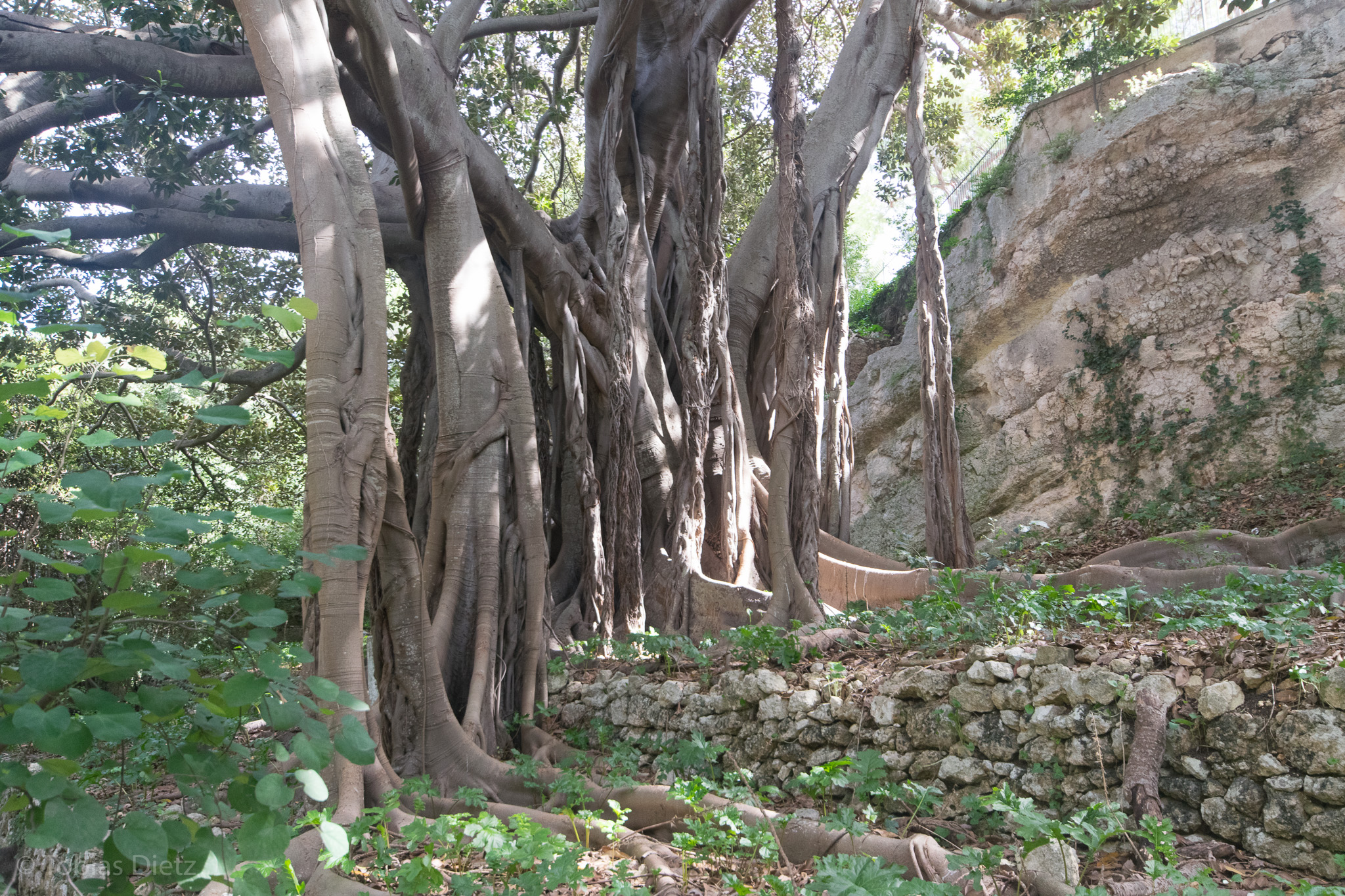 Gigantischer Baum auf dem Weg nach draußen